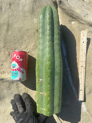 👑🌶️ Tom Juuls Giant  — XL Thick 16” Tip
