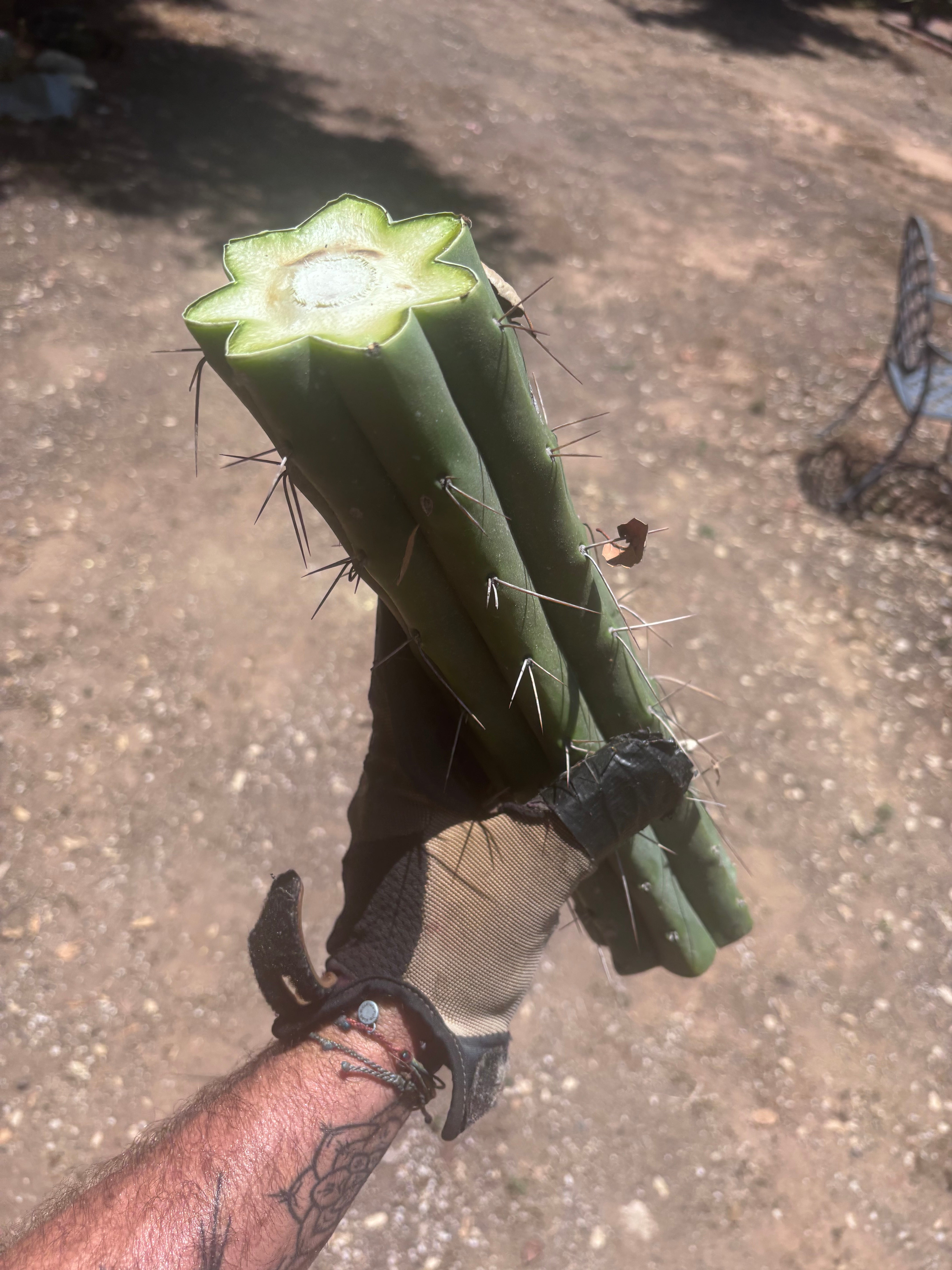 👑🌶️ Psycho0’  — XL 14” Mid