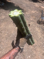 👑🌶️ Psycho0’  — XL 14” Mid