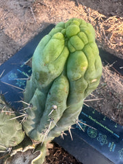 💎👑 Bruce’s Dragon — Chonky 6” Grenade
