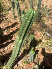 💎👑🌶️ KK339 — 3 1/2 Feet! (42 Inch Column, w/ Roots)