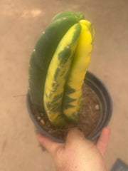 💎🔰💎💎 FVV3  — Fully Rooted 8” Pup