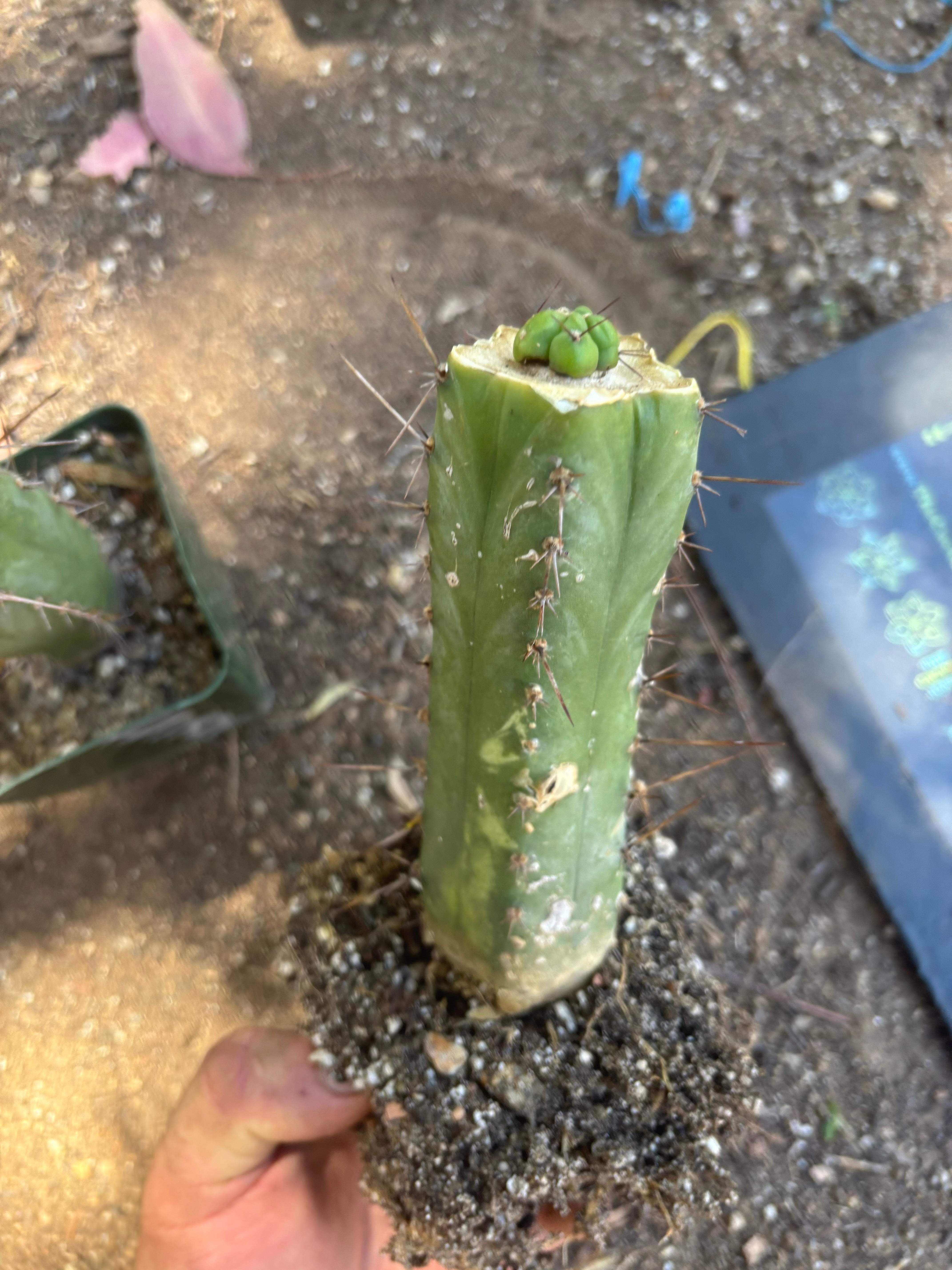 💎👑💎 Havran — Pup Graft on Rooted Hammer (2 Available)