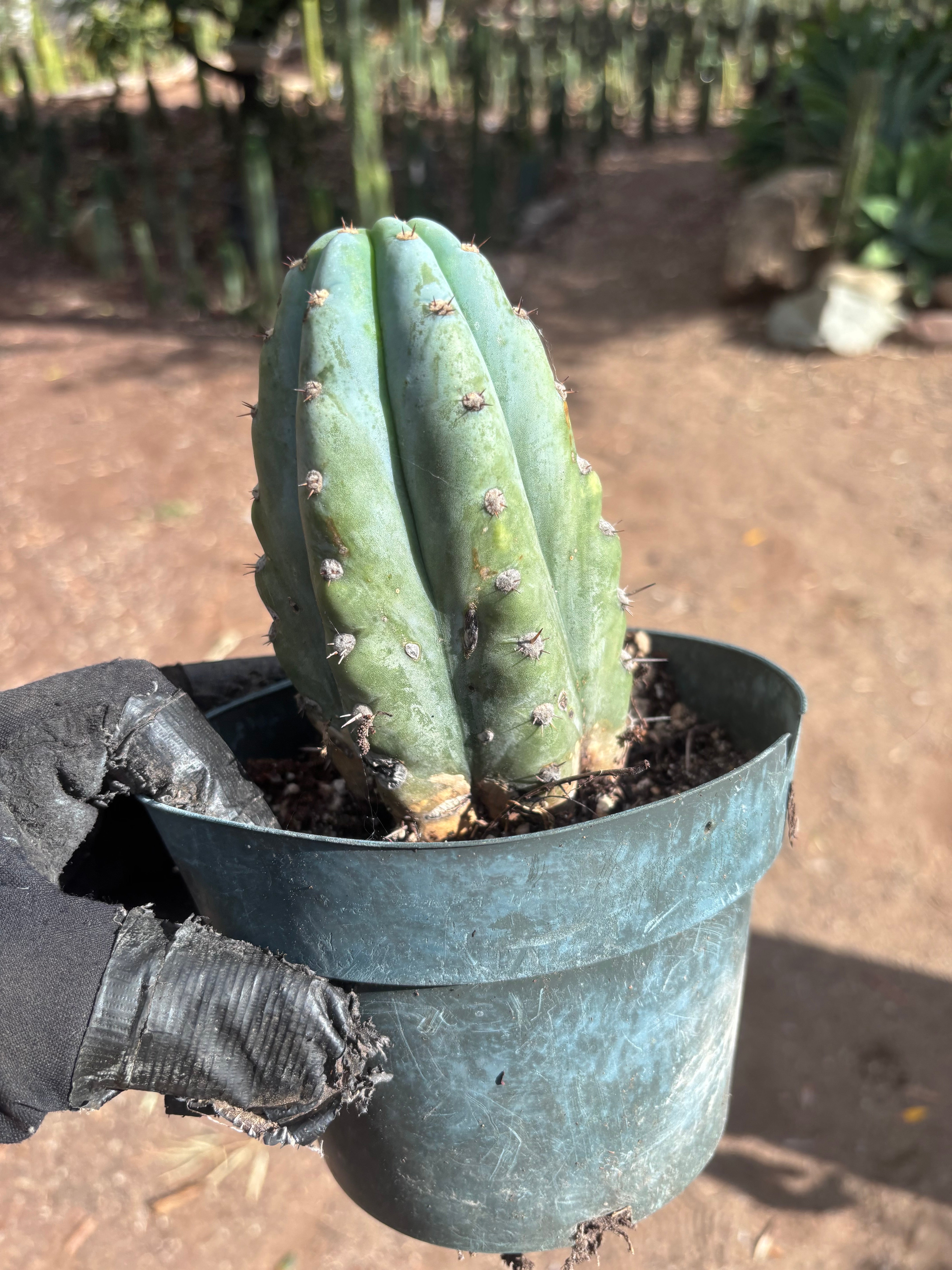 💎👑 Althea — Fully Rooted Chonk Tip