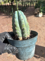 💎👑 Althea — Fully Rooted Chonk Tip