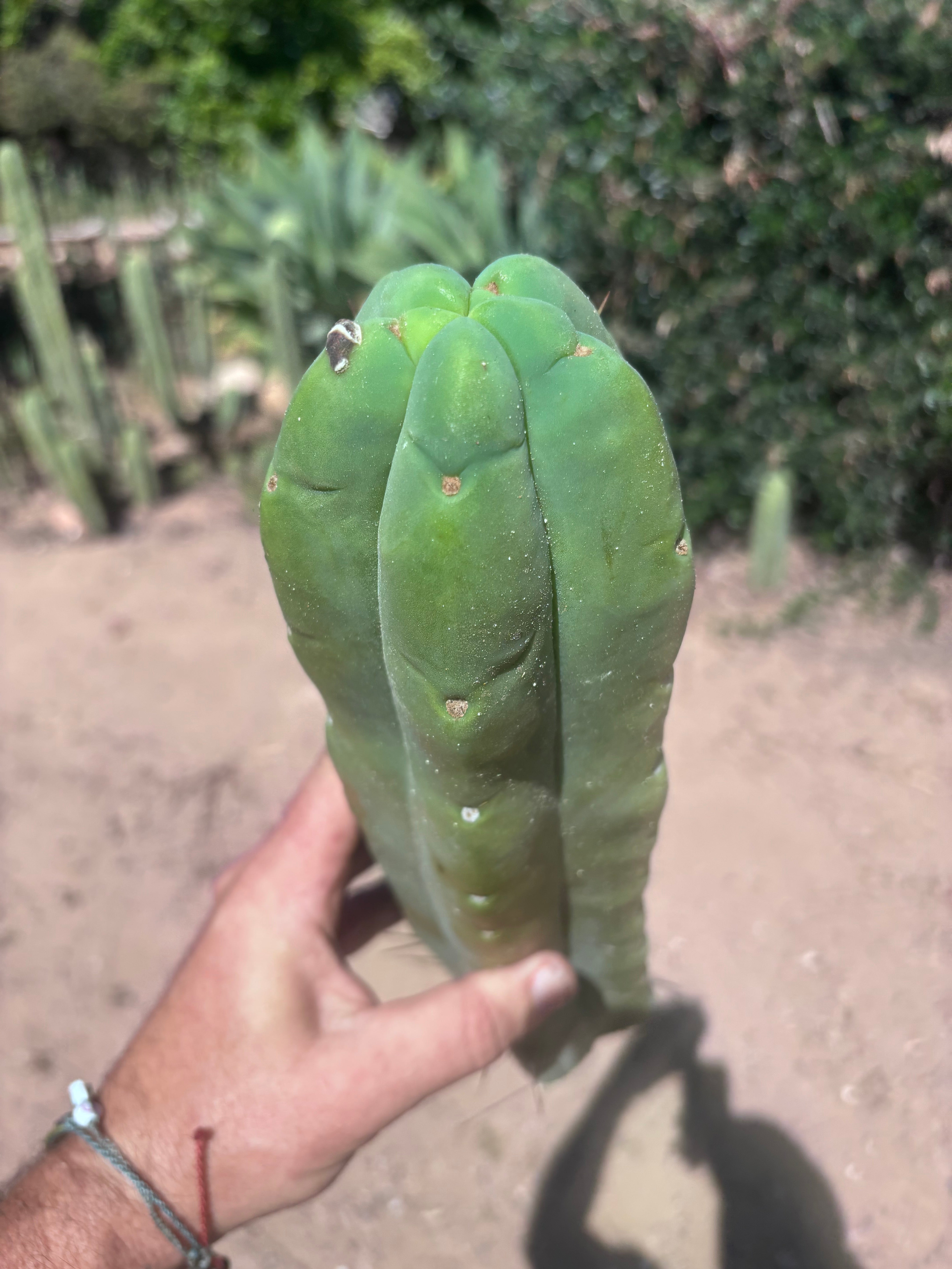 👑💎🌶️🌶️ Eileen — 13” Biggie Tip