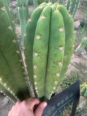 🌶️ Tipz x Super Pedro — FAT 12” Tip