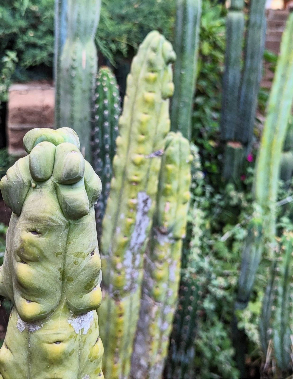 💎💎👑🌶️ Platform 9 3/4  — Rooted and Pupping Mid Chonk