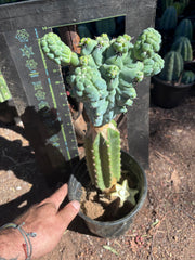 💎👑💎 Glorp — XL Rooted Pupsplosion Graft