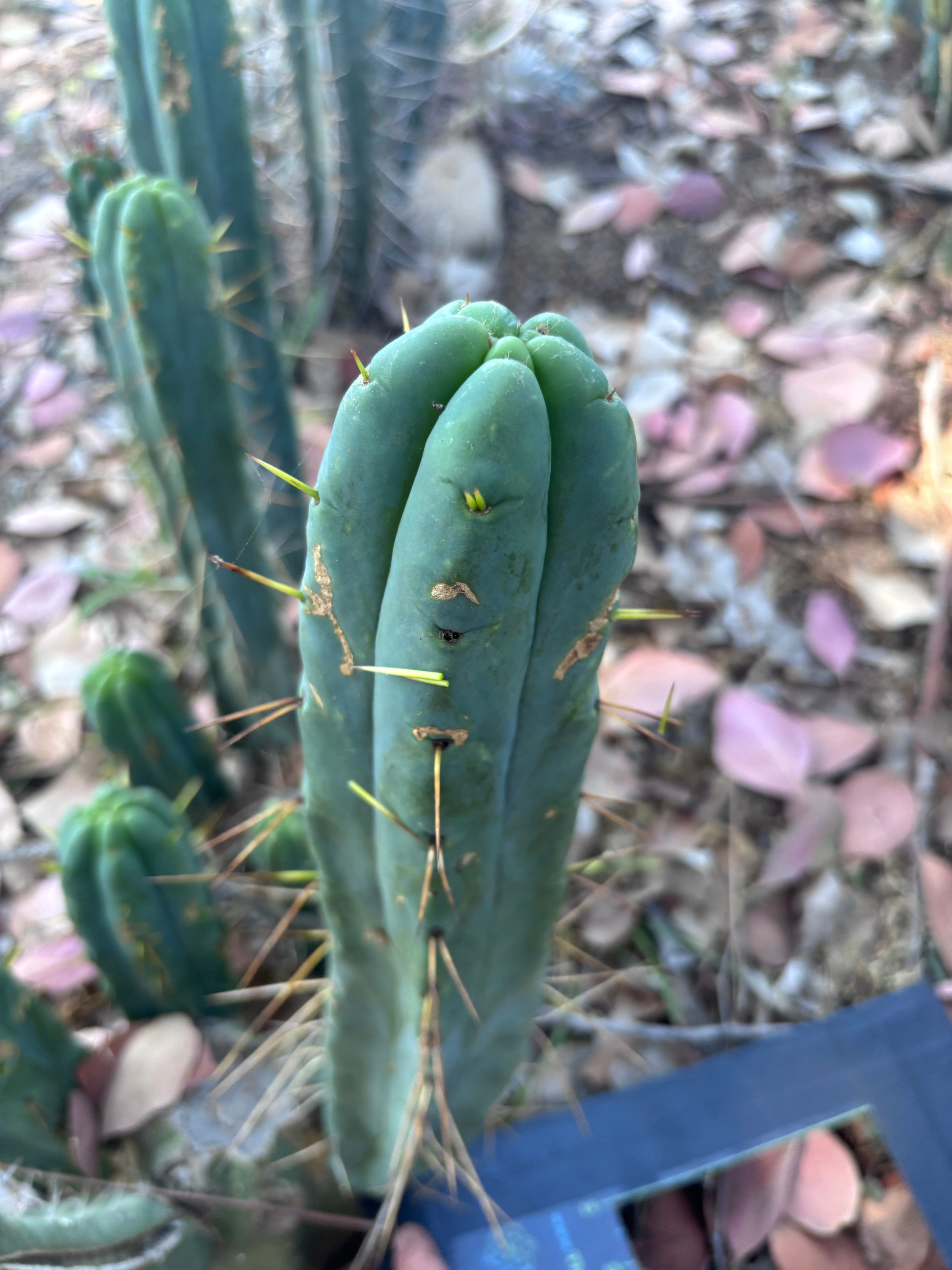 👑🌶️ BBB —  XL 15” Pup