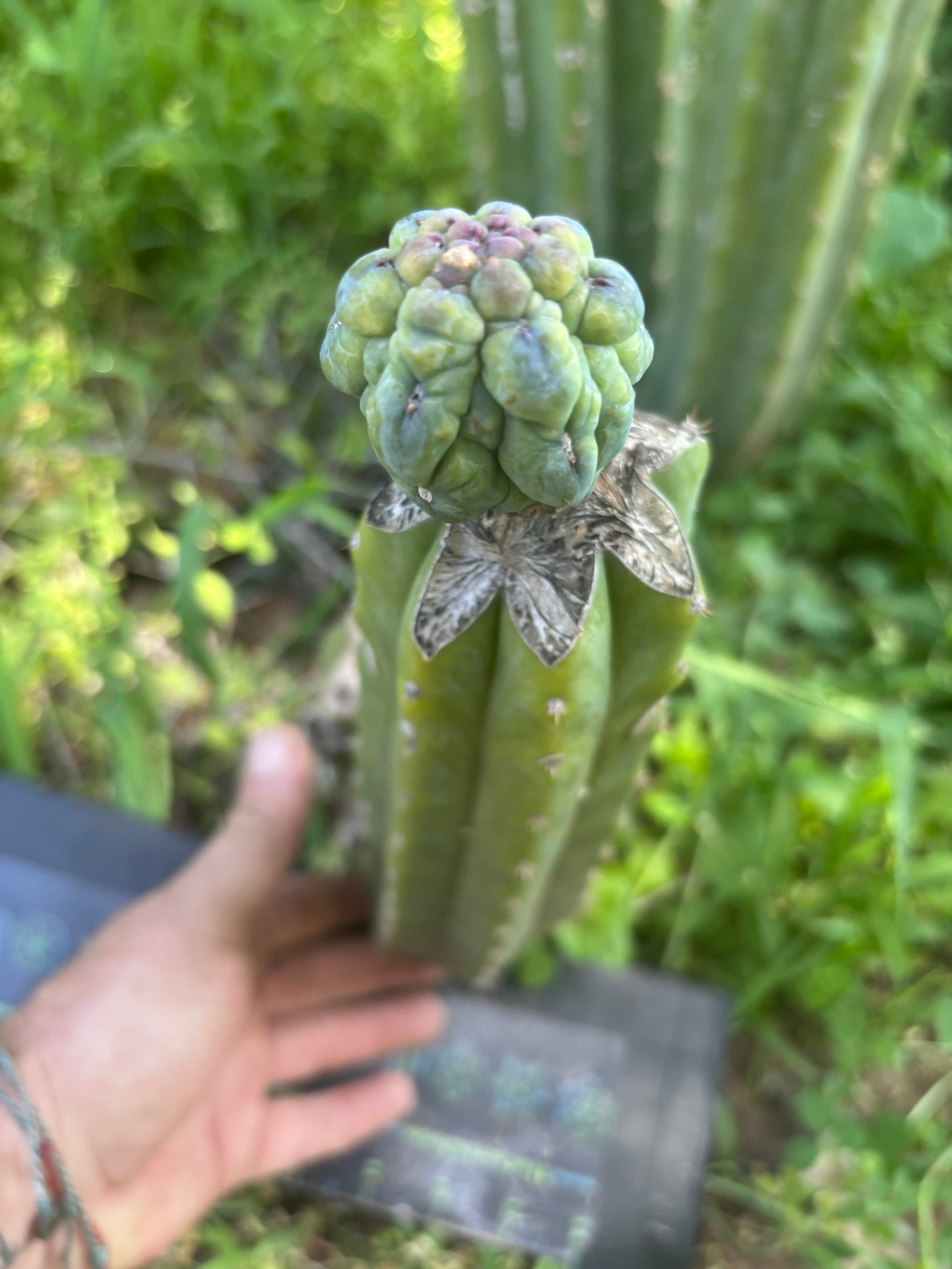 👑💎 And Again … Glorp Tip Graft