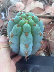 💎👑 Papa Smurf — 6” Grenade