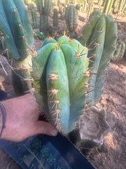 💎👑  Matucana Peru — 7.5” Pup