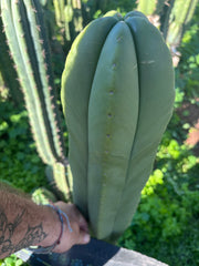 👑💎 Aussie Scop — XL Balloon 14” Tip