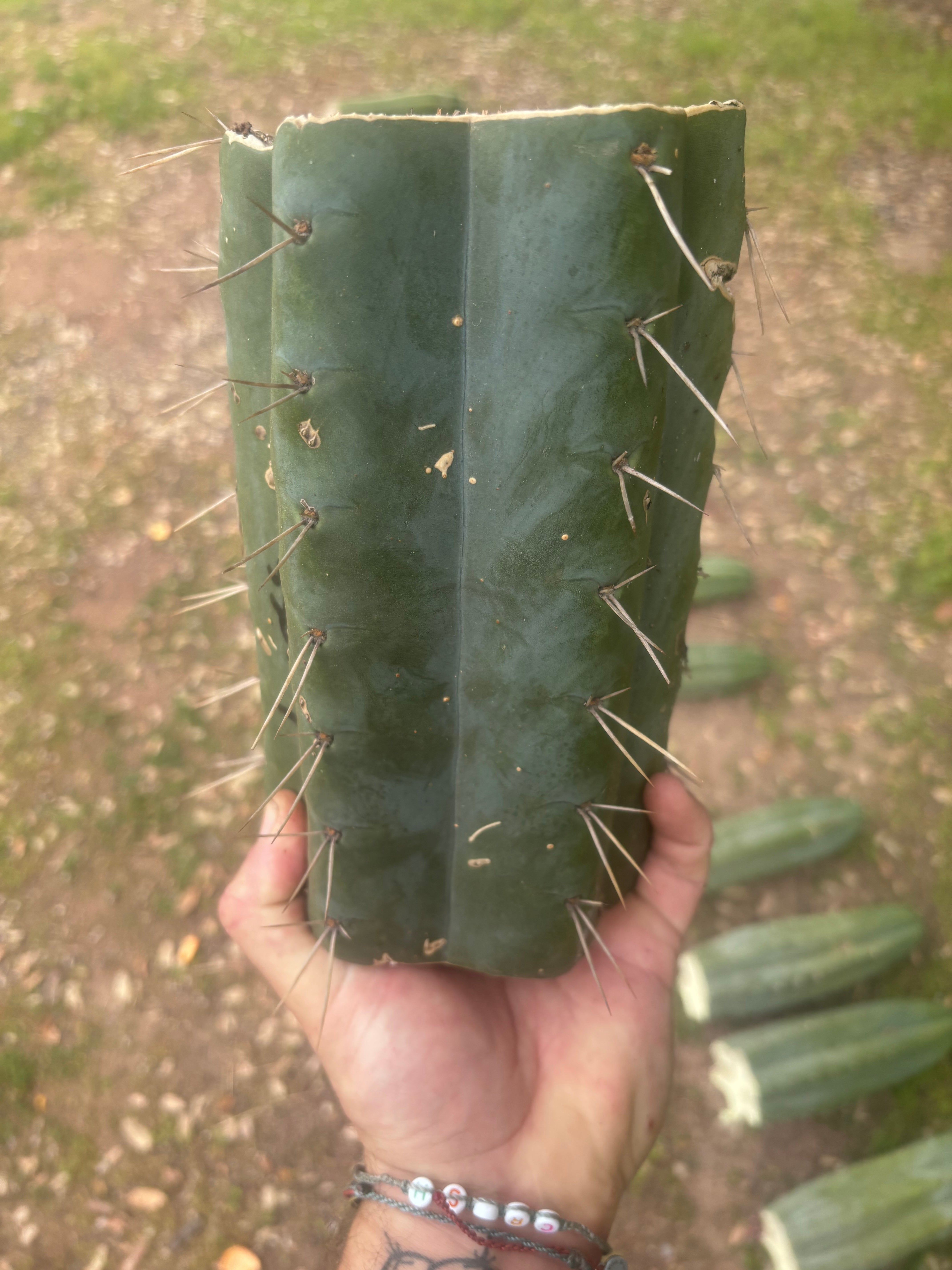 💎🌶️ SS02 x Yowie — MASSIVE 9.5” Mid