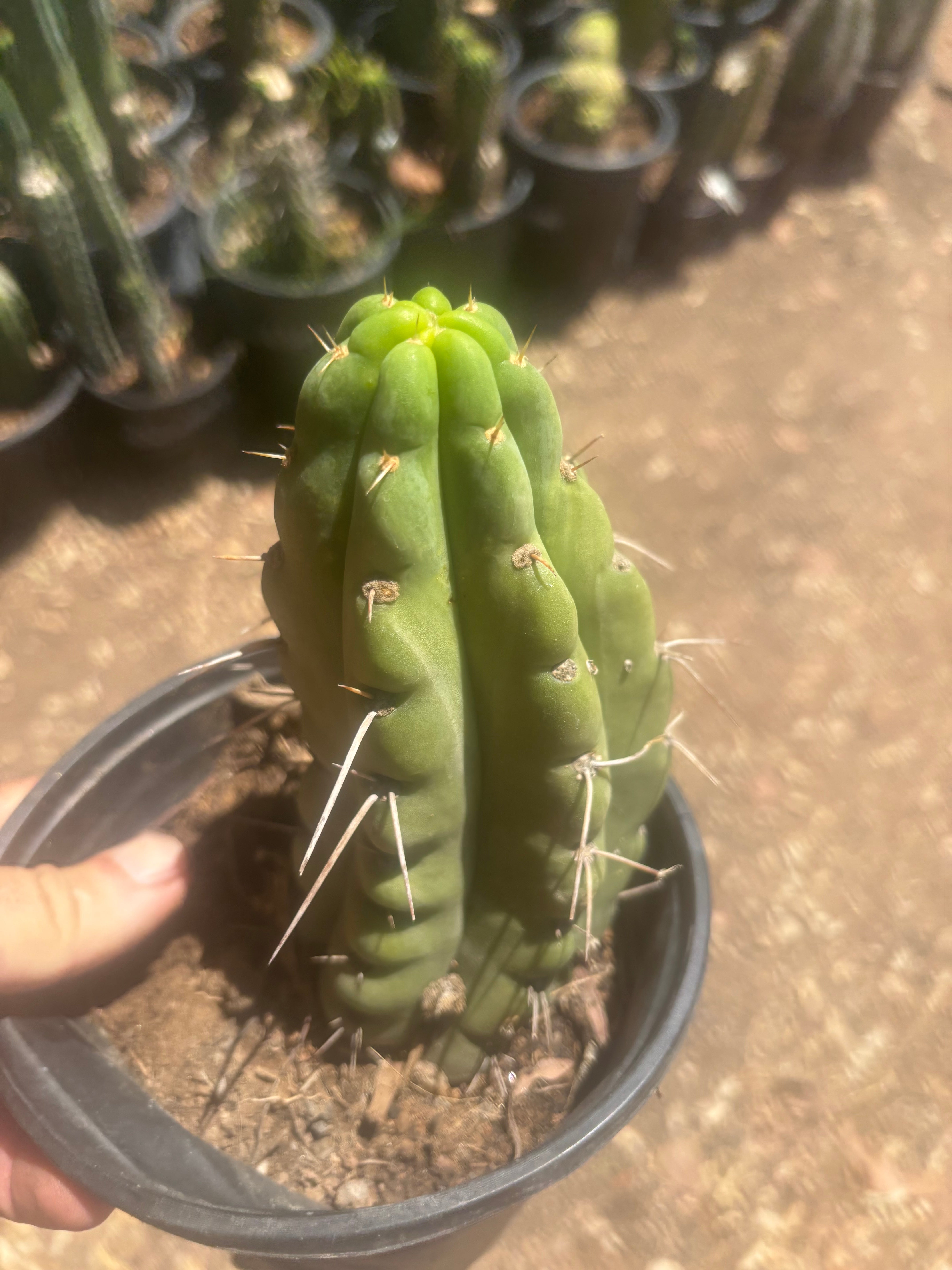 💎🌶️🌶️ NOM — Fully Rooted Grenade