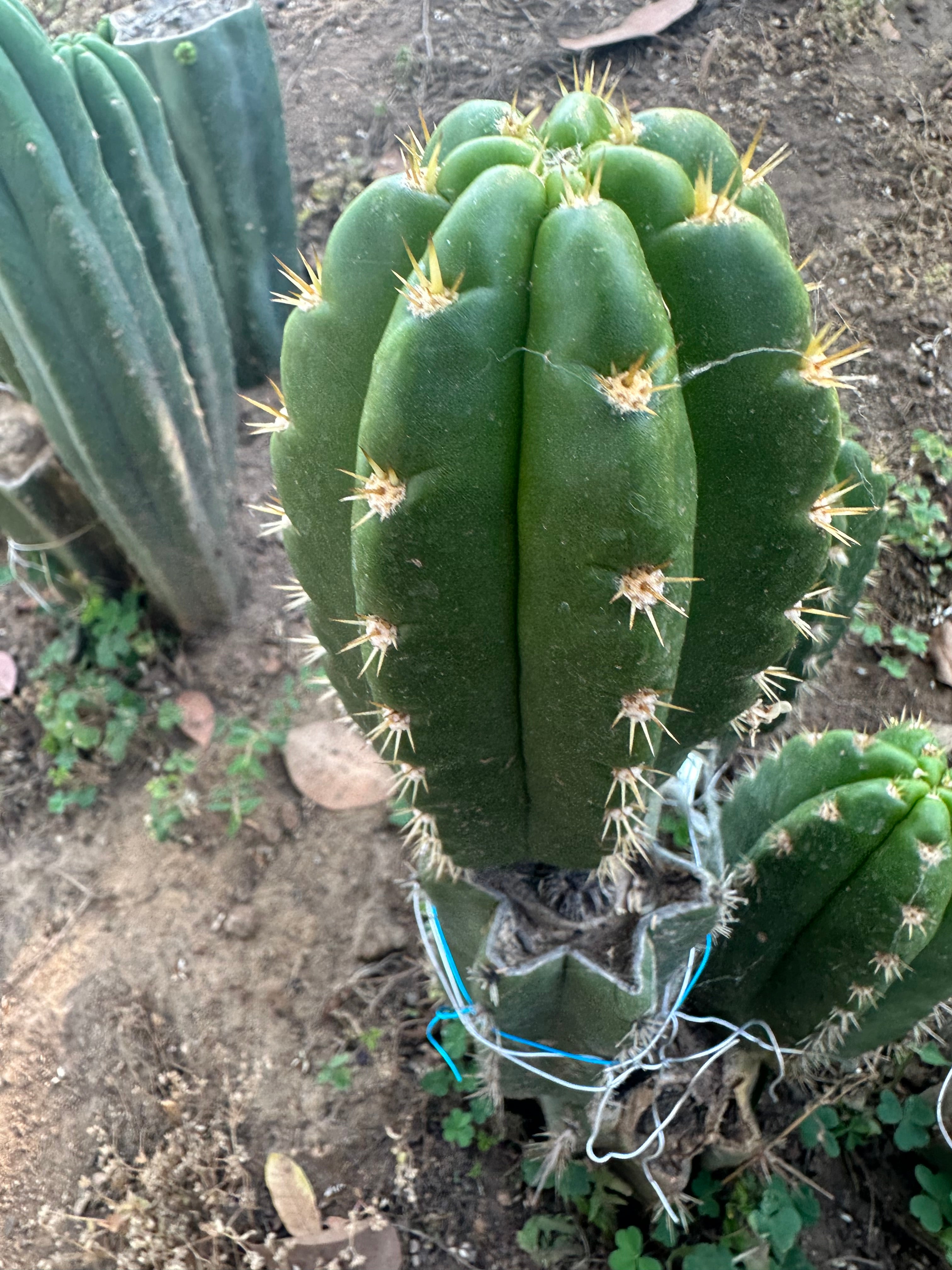 💎👑 CareBear — 7” Grenade Pup
