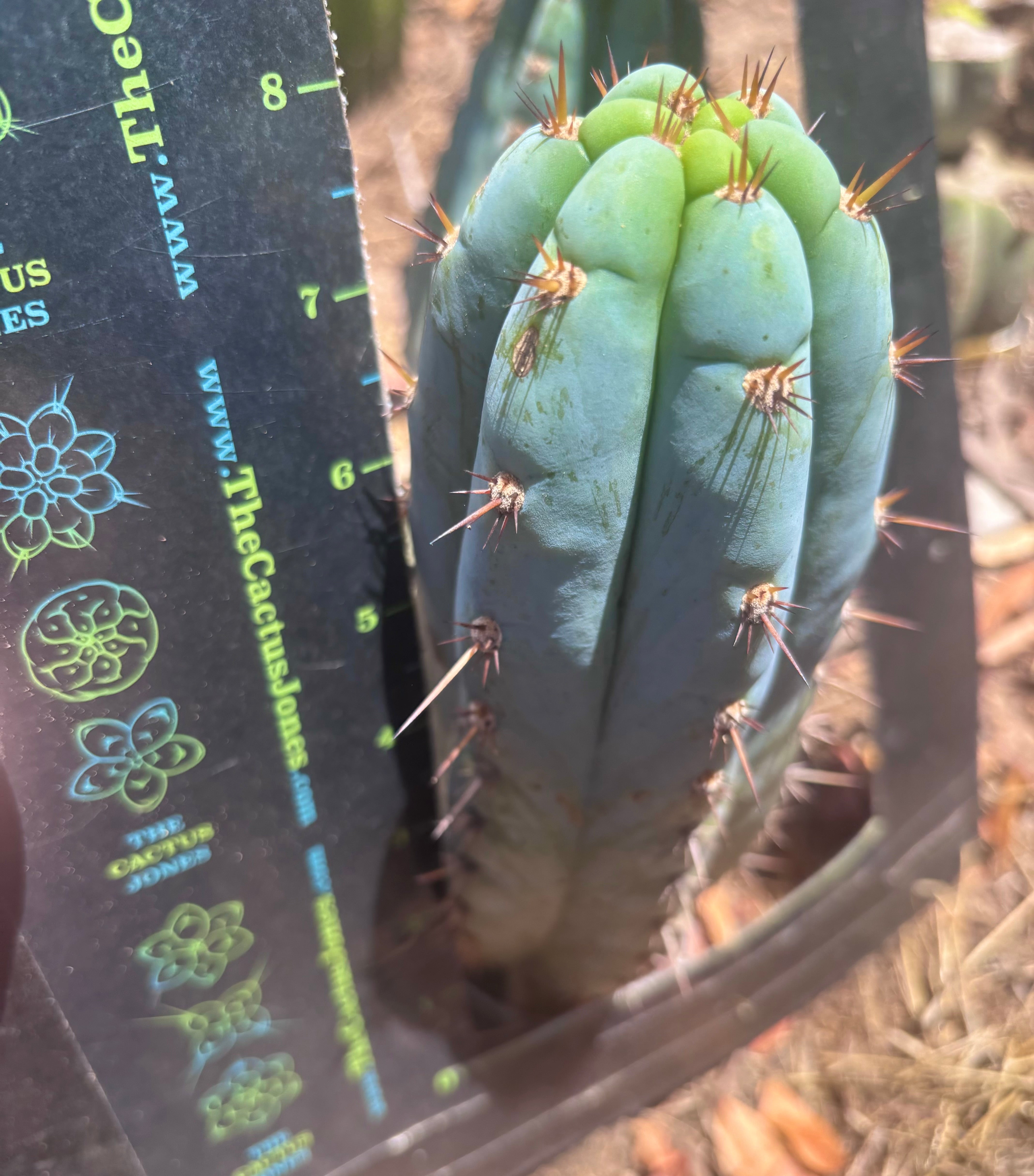 💎👑🌶️ Sharxx Blue — Chubby 8” Pup