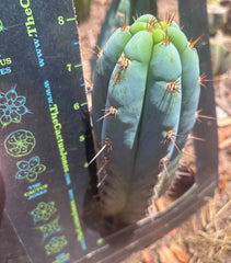 💎👑🌶️ Sharxx Blue — Chubby 8” Pup