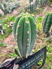 🌶️  Tipz x Super Pedro— 10” Tips (3)