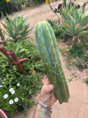 👑🌶️🌶️ KR04 — XL 13” Tip