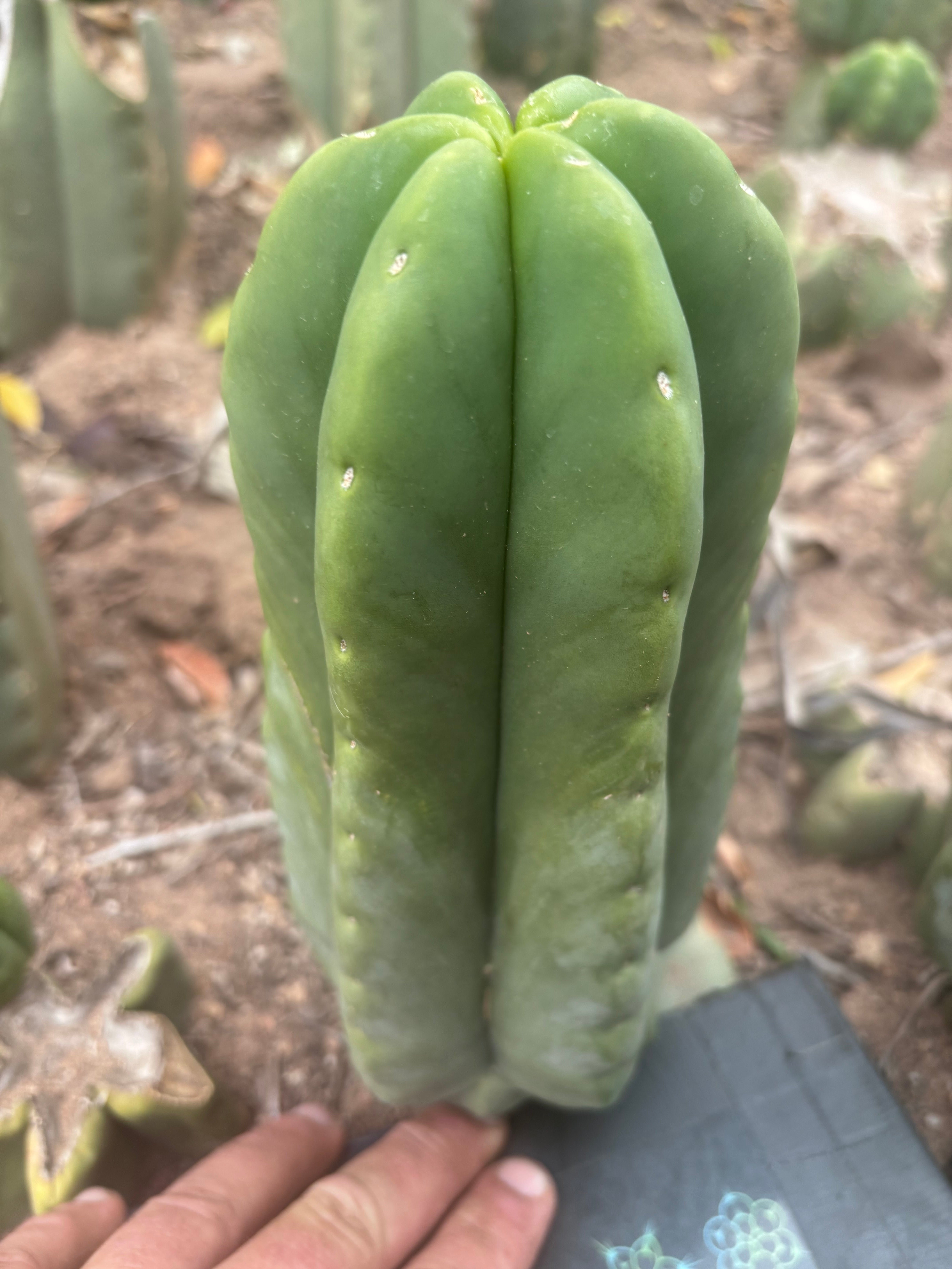 💎👑💎🌶️ Ferah — XL Pup