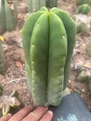💎👑💎🌶️ Ferah — XL Pup
