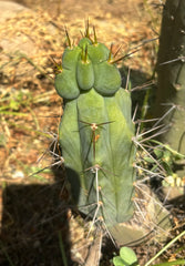👑🌶️🌶️ Dulzura Wax — 8” Pup