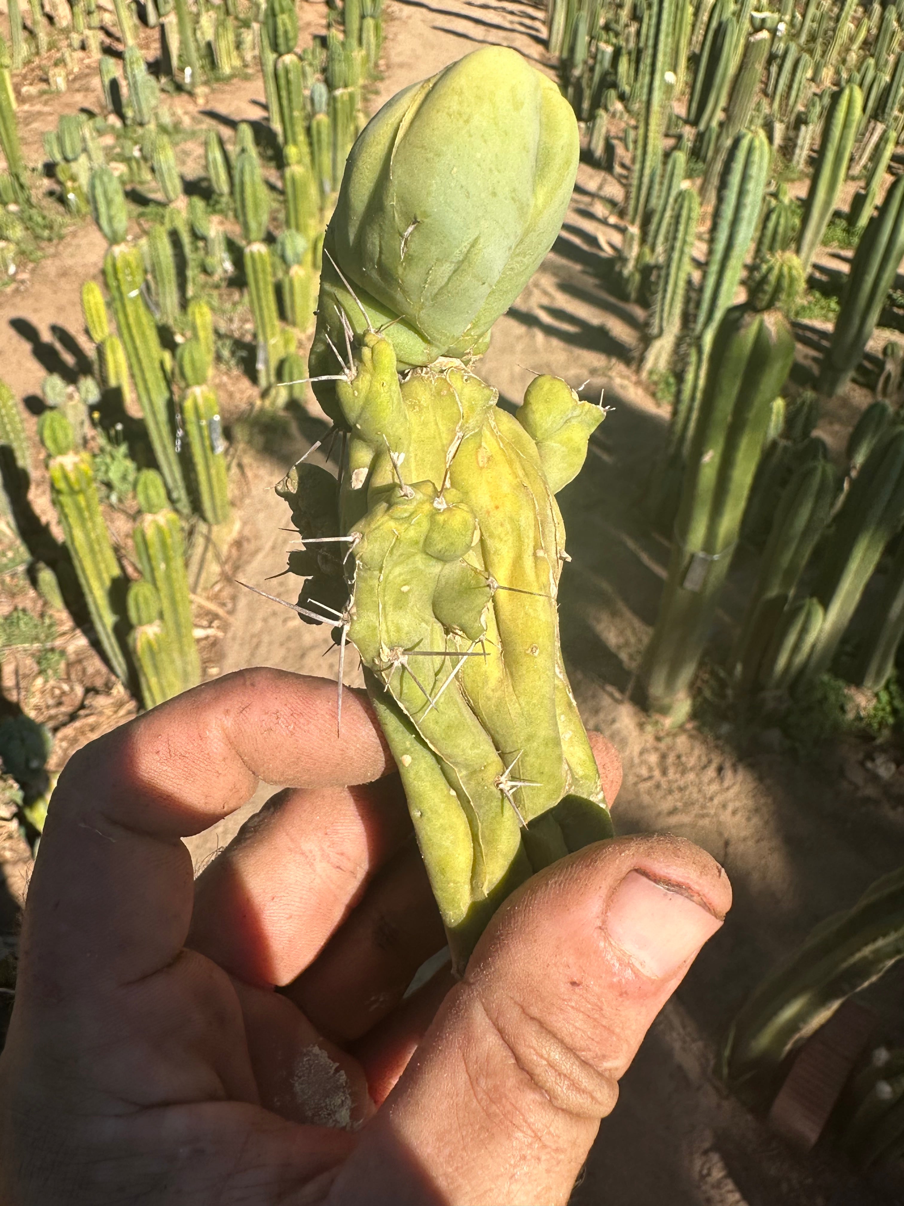 👑💎🌶️🌶️ TBMC — Small 6” Cutting