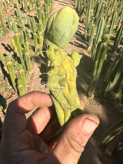 👑💎🌶️🌶️ TBMC — Small 6” Cutting