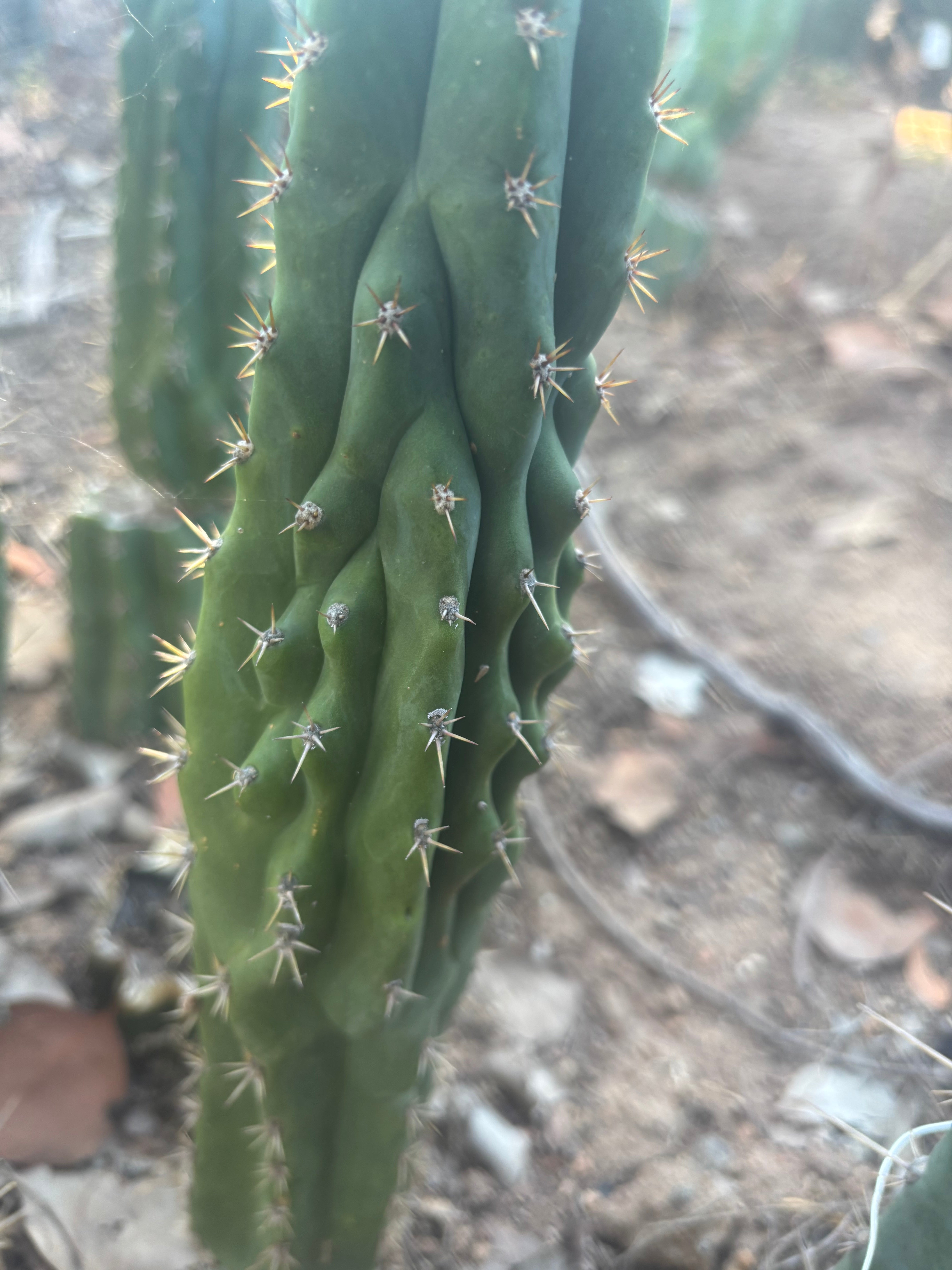 👑🐦‍⬛ RJ’s Clone — 8” Tip