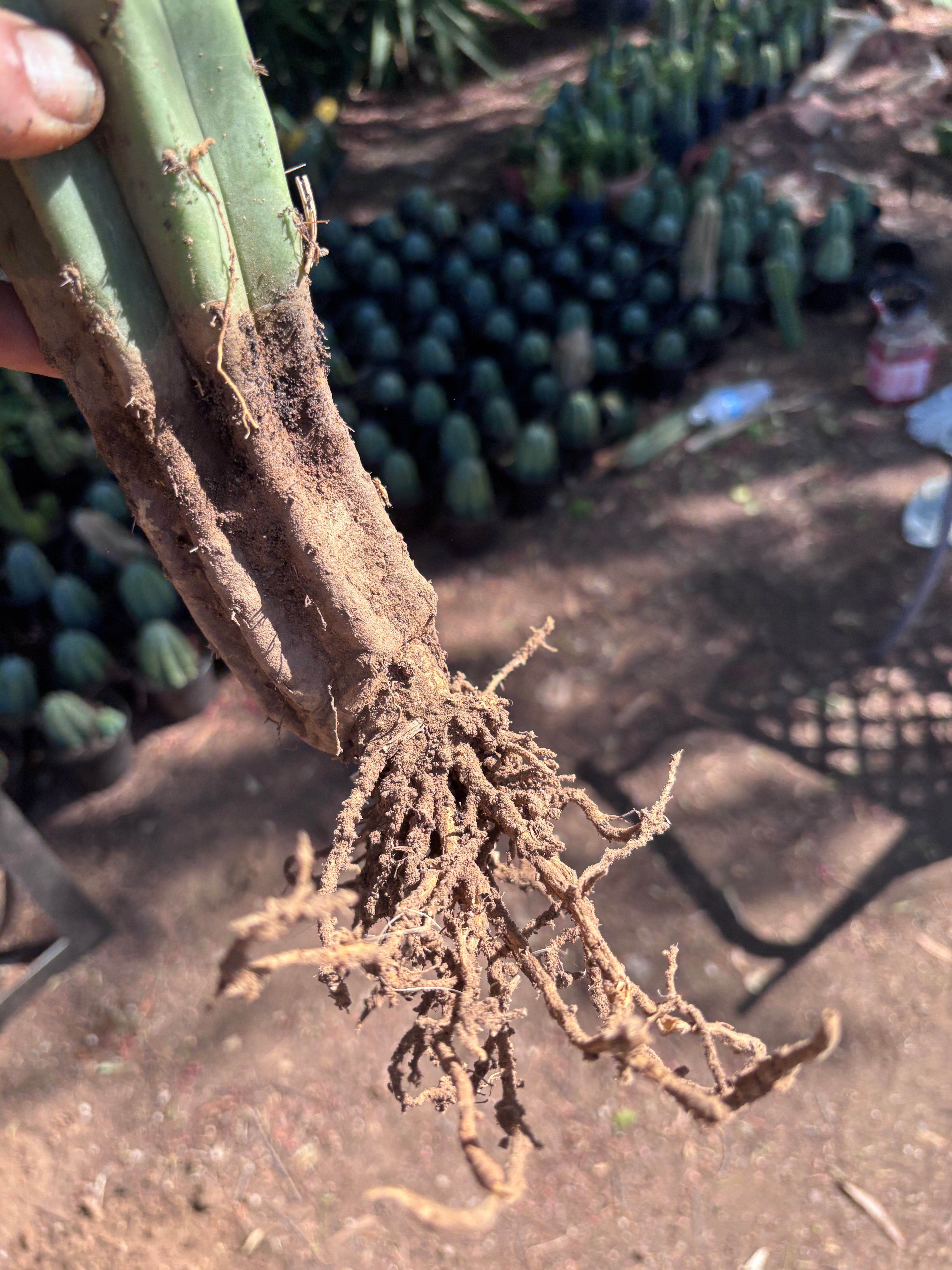 👑🌶️🌶️ Landfill — XL Rooted 16”