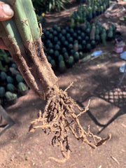 👑🌶️🌶️ Landfill — XL Rooted 16”