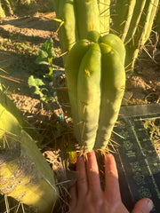 👑🌶️🌶️ Jiimz Twin Spine  — 11” Pup