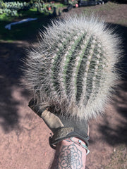💎 T. Atacamensis — 11” x 8” Fur Melon (Last One)