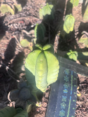 💎👑💎🌶️ Ferah — 6.5” Grenade