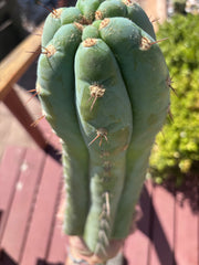 💎👑🌶️ CGG — XL 15” Tip