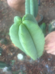 💎👑🌶️ Ferah — FAT 10” Tip