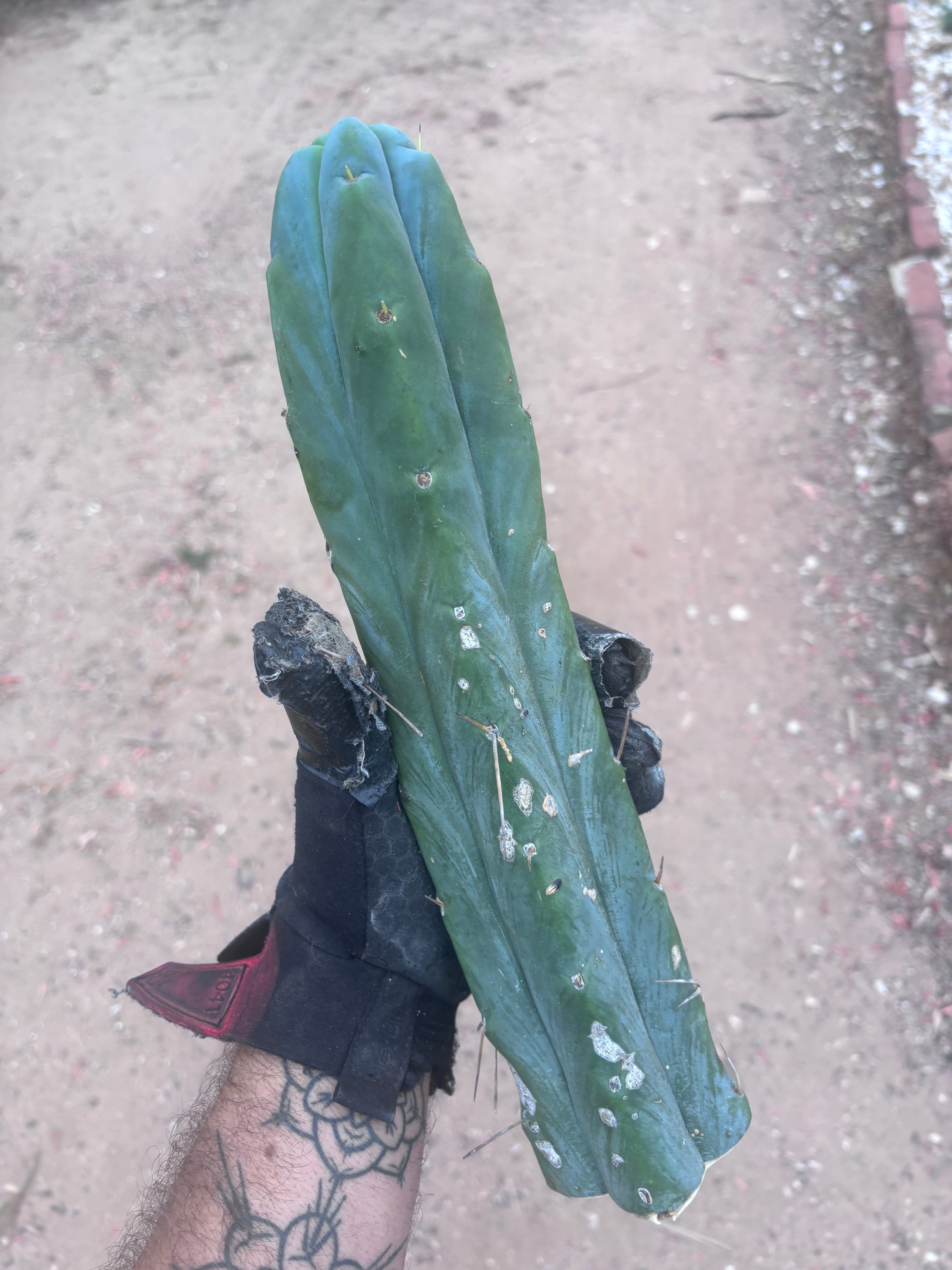 👑🌶️🌶️  Jiimz Twin — 14” Tip