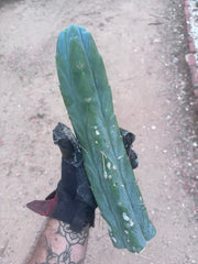 👑🌶️🌶️  Jiimz Twin — 14” Tip