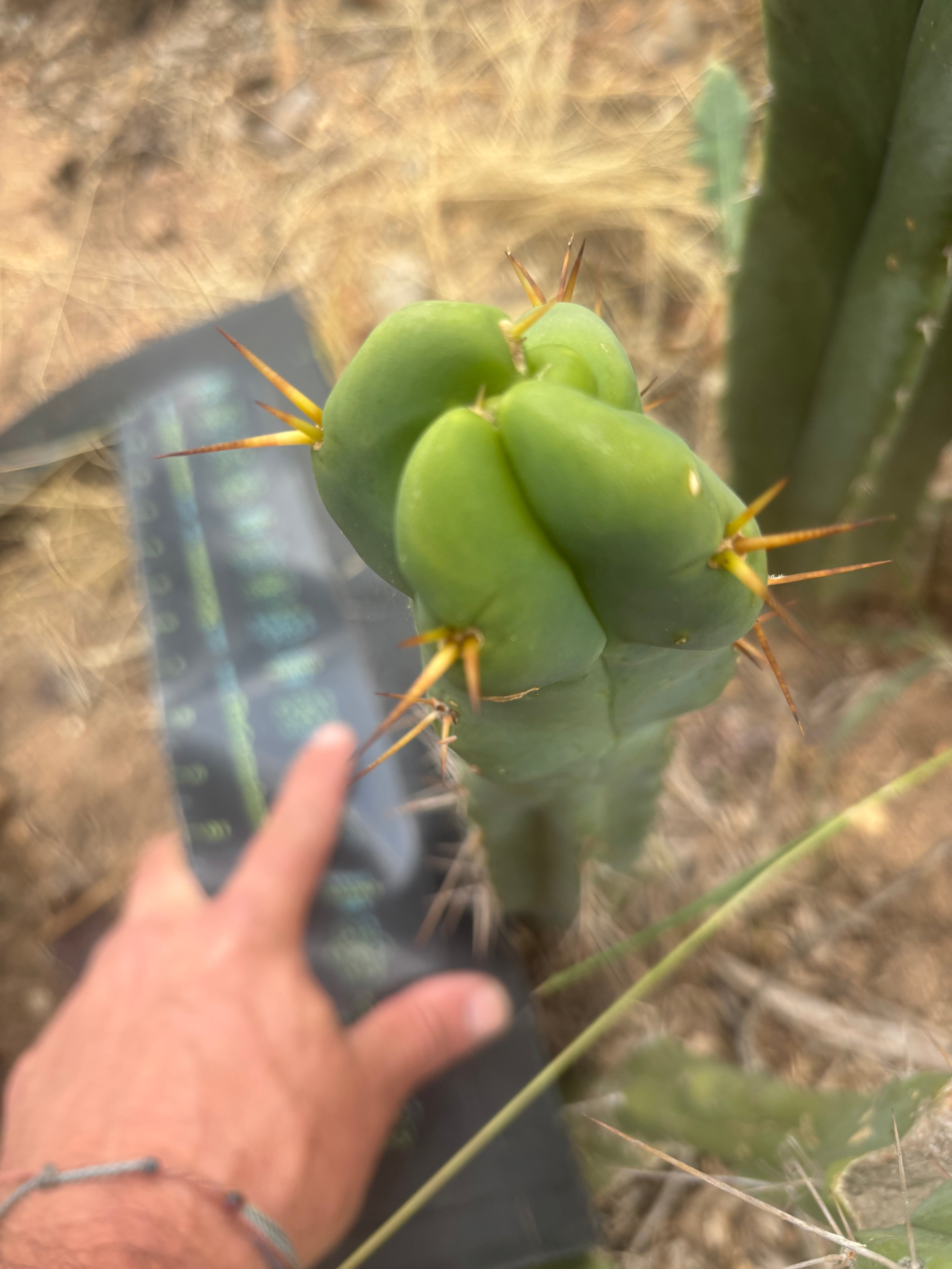 👑🌶️  Mel — 11” Tip