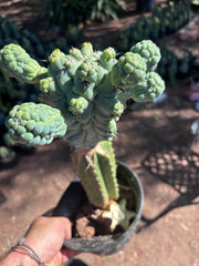 💎👑💎 Glorp — XL Rooted Pupsplosion Graft