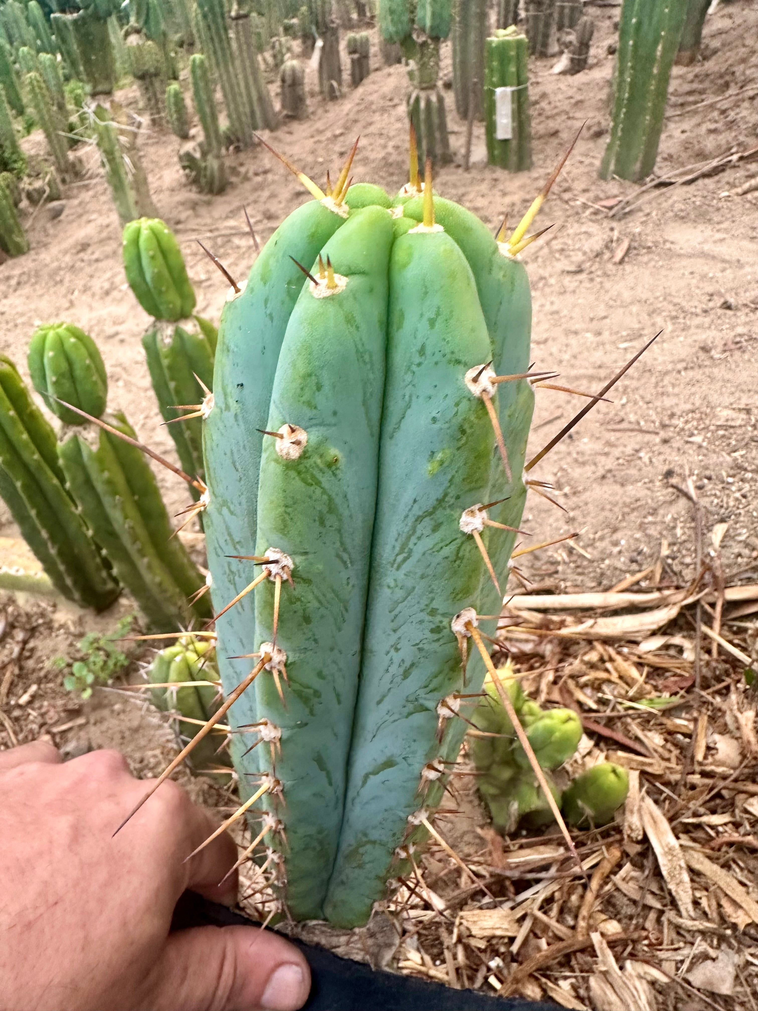 -👑🌶️ Sharina — 10” Pup