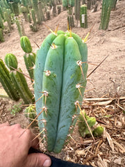 -👑🌶️ Sharina — 10” Pup