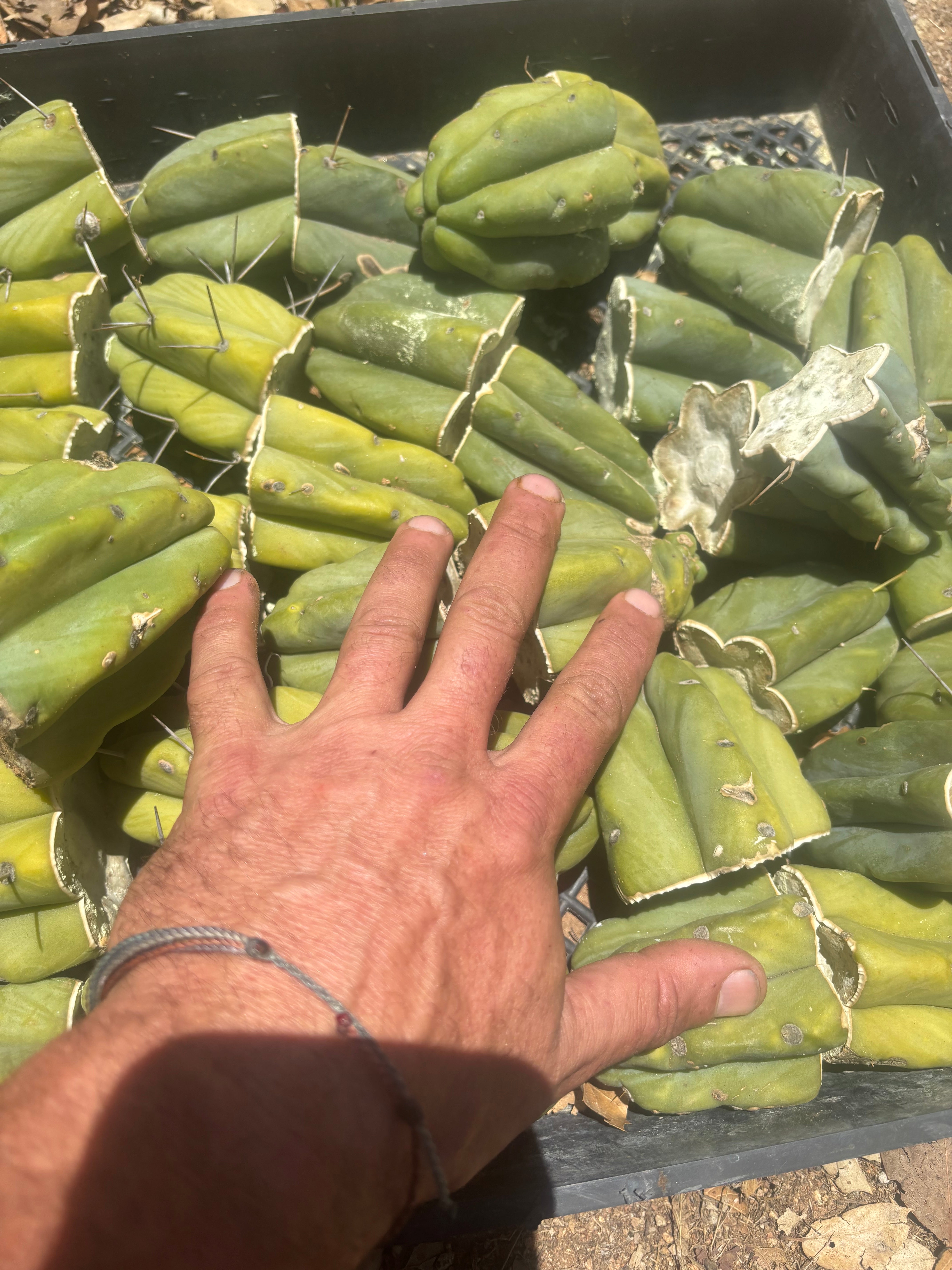 NEW Add-On Freebie — Bridgesii Tips