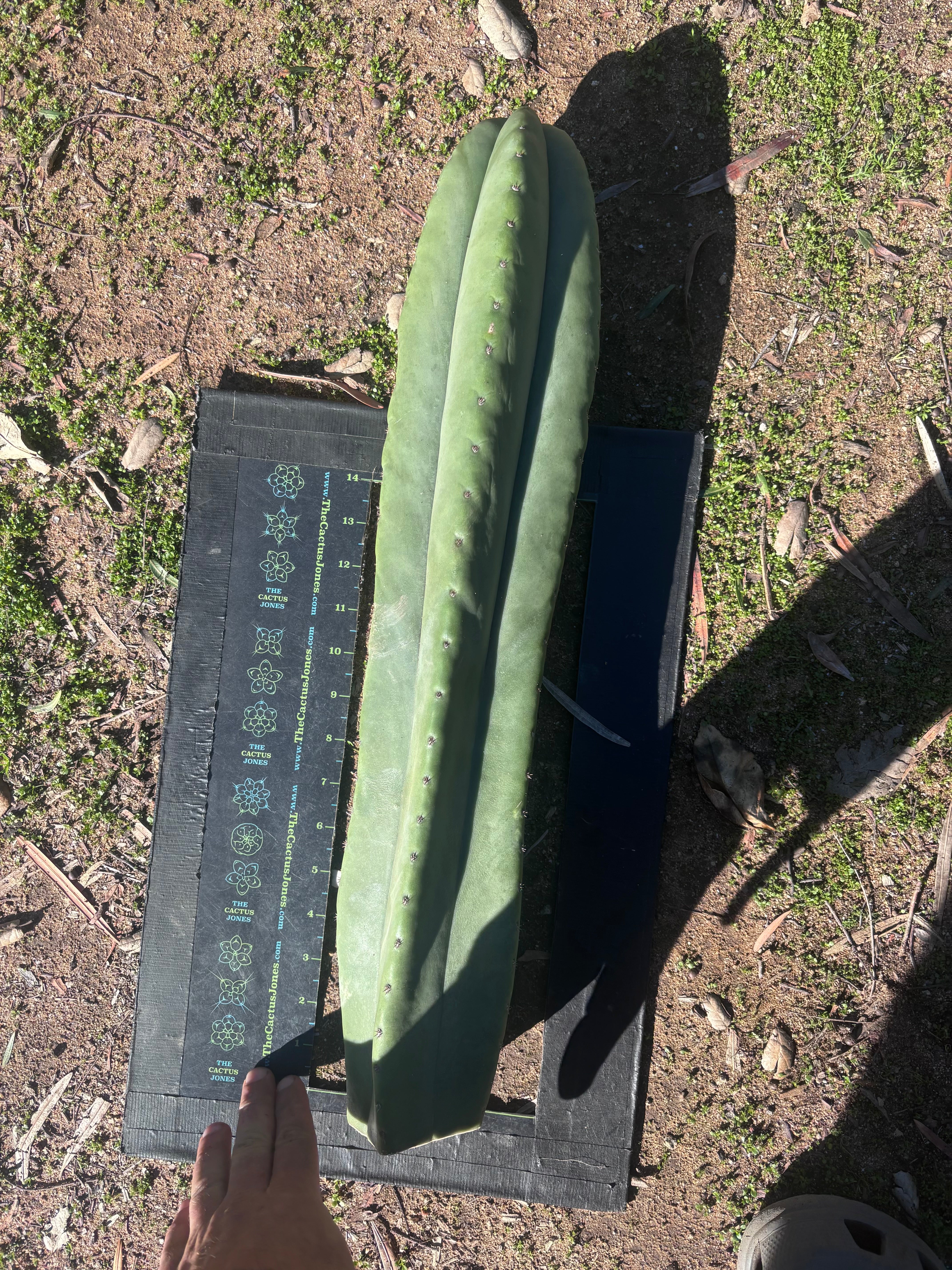 🌶️ Zed x Ecuadorian Pach — XL 20” Tip