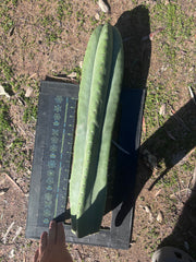 🌶️ Zed x Ecuadorian Pach — XL 20” Tip