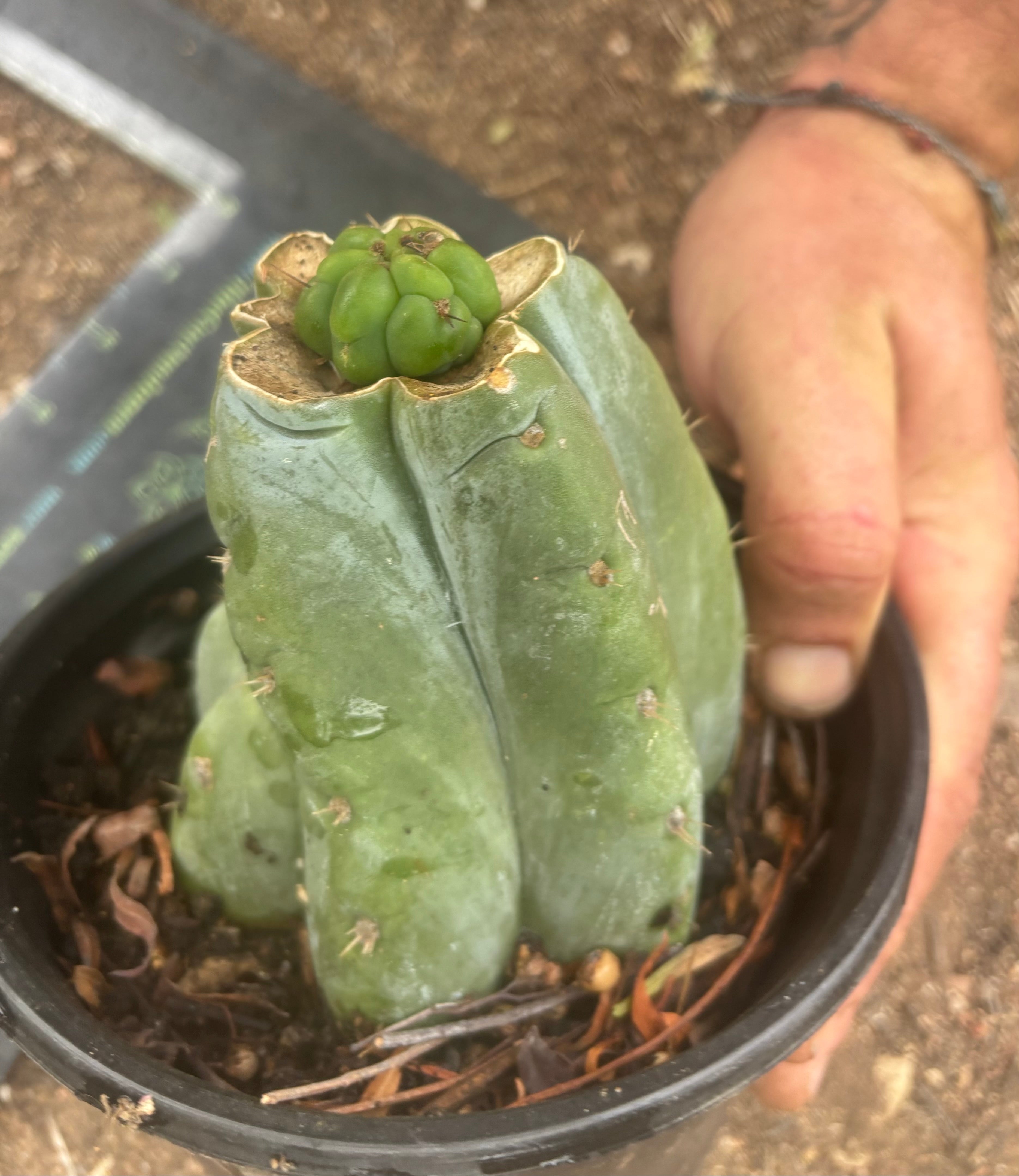 💎👑💎 Havran — Pup Graft on Rooted Shine01