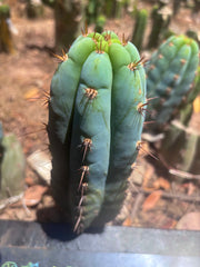 💎👑🌶️ Sharxx Blue — Chubby 8” Pup