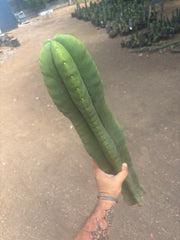 💎👑🌶️  Zulk —  Massive XXXL 32” Column